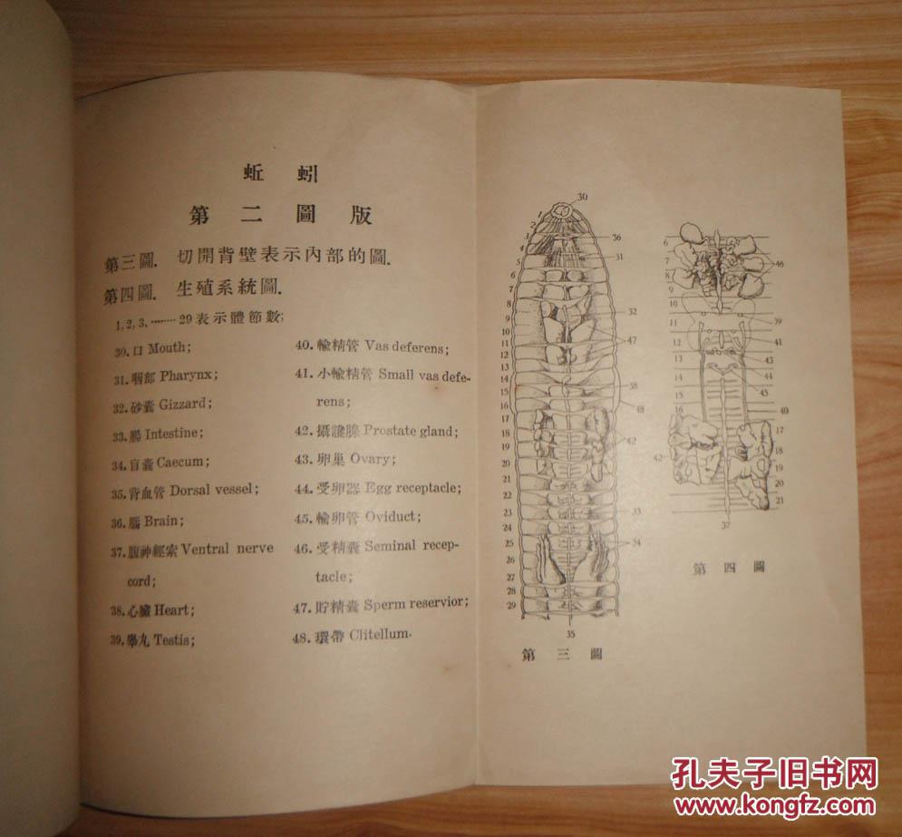 动物解剖丛书·卷3——蚯蚓(民国22年初版)
