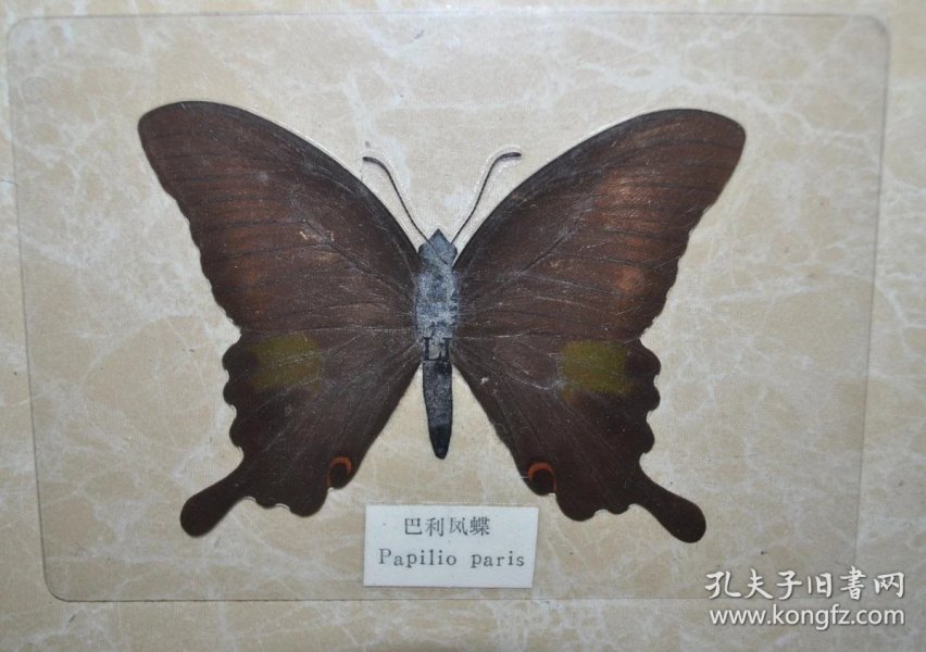 标本是活体吗 p4YBAFskxYyAa9qOAAHGP7empos251_n.jpg