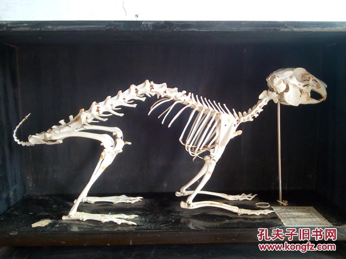 兔子标本(兔骨骼号签注解)