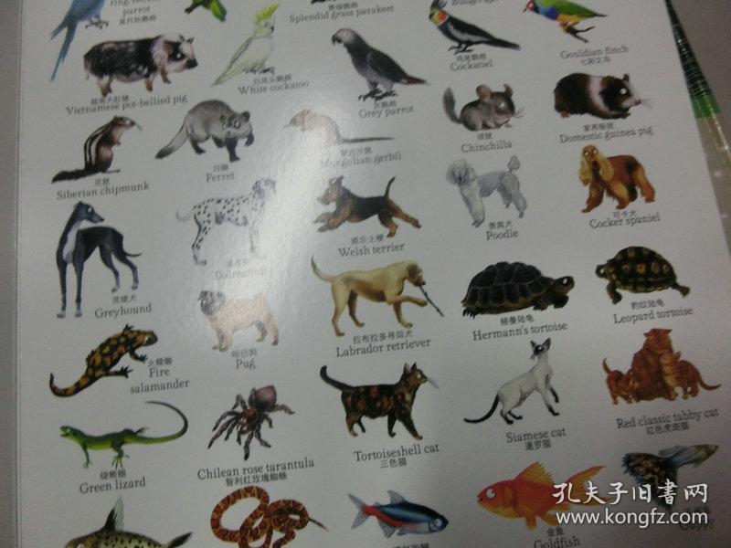 12开【usborne 1000 animals】一千种动物,见图