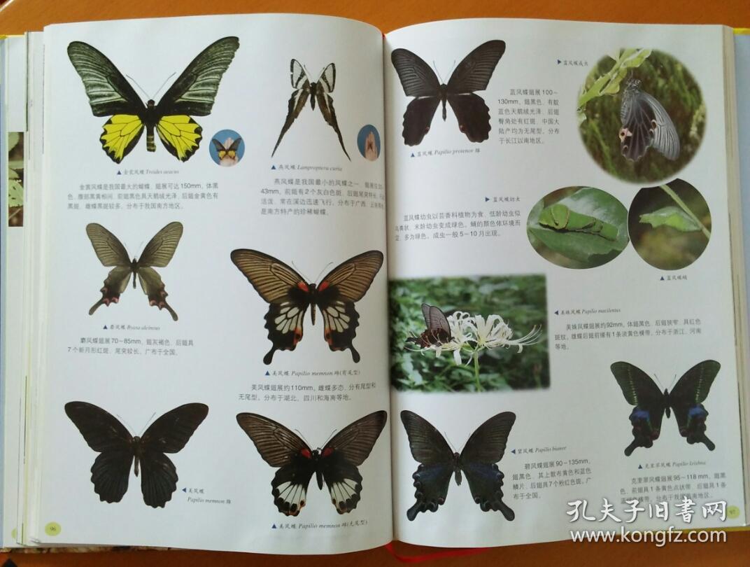 多彩的昆虫世界中国600种昆虫生态图鉴