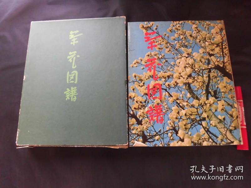 茶花开曲谱_茉莉花茶图片(2)