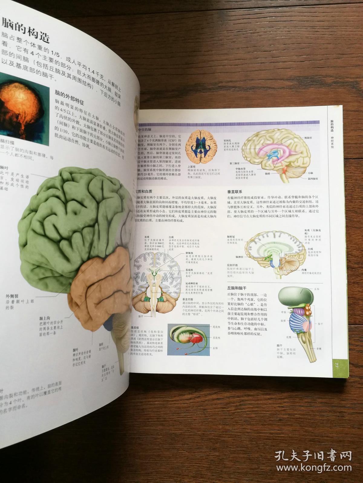 人体:人体结构,功能与疾病图解