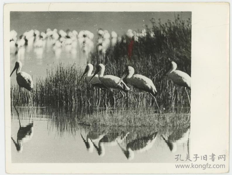 【影像书屋】著名摄影家简庆福--《水鸟》--展览小样作品,有发表