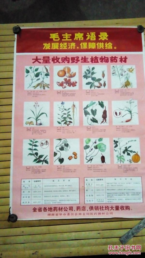 文革宣传画 大量收购野生植物药材 带语录 两张