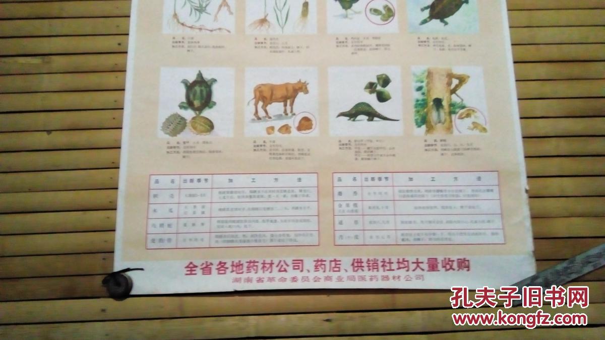 【图】文革宣传画 大量收购野生植物药材 带语