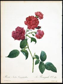 18世纪艺术巨匠雷杜德玫瑰圣经铜版画长春玫瑰1817年原版,植物图谱