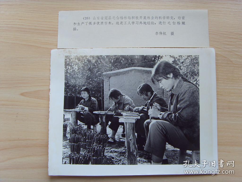 老照片:【※1977年,山东冠县毛白杨林场,女工们