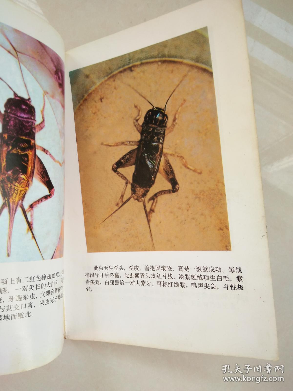 60年经验谈—蟋蟀的选,养,斗(仅发行1000册)