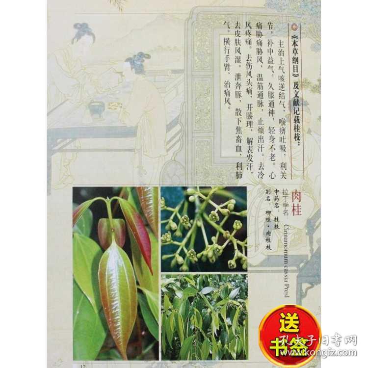 本草纲目正版彩图图解白话彩图版药方药膳李时珍原著精装全集4册