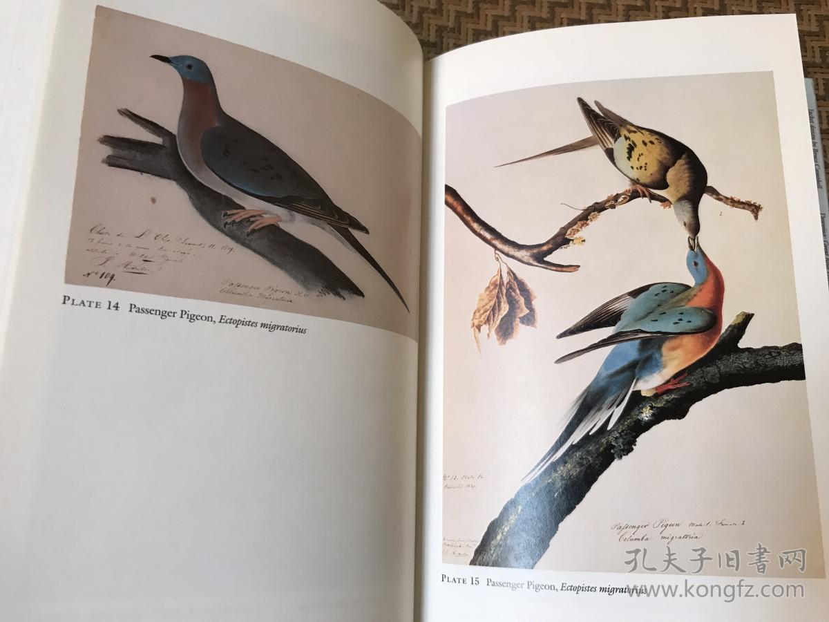 james audubon writings and drawings 奥杜邦集,其鸟类图鉴是"美国