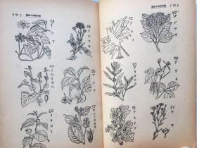 秘药药草疗法全书》一册全,松岛种美编,日本妇