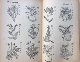 秘药药草疗法全书》一册全,松岛种美编,日本妇