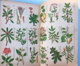 秘药药草疗法全书》一册全,松岛种美编,日本妇