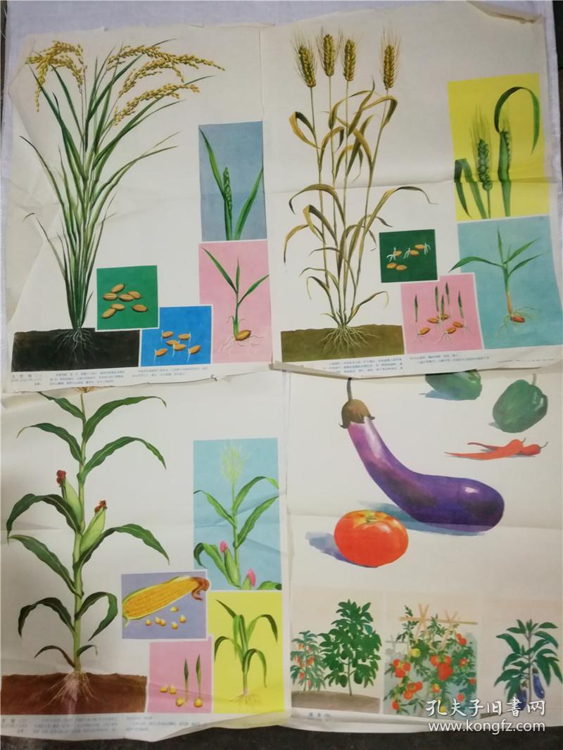 农作物全套1--8幅 幼儿认识自然教学图片沈邵伦等绘画