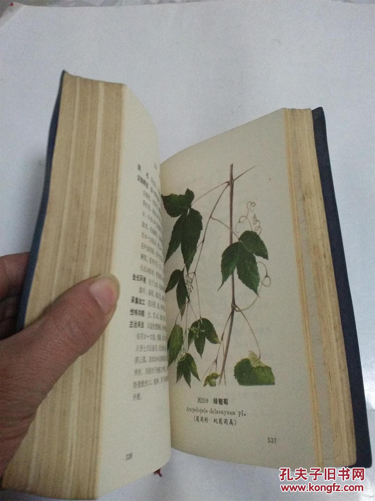 云南中草药选(彩图版)
