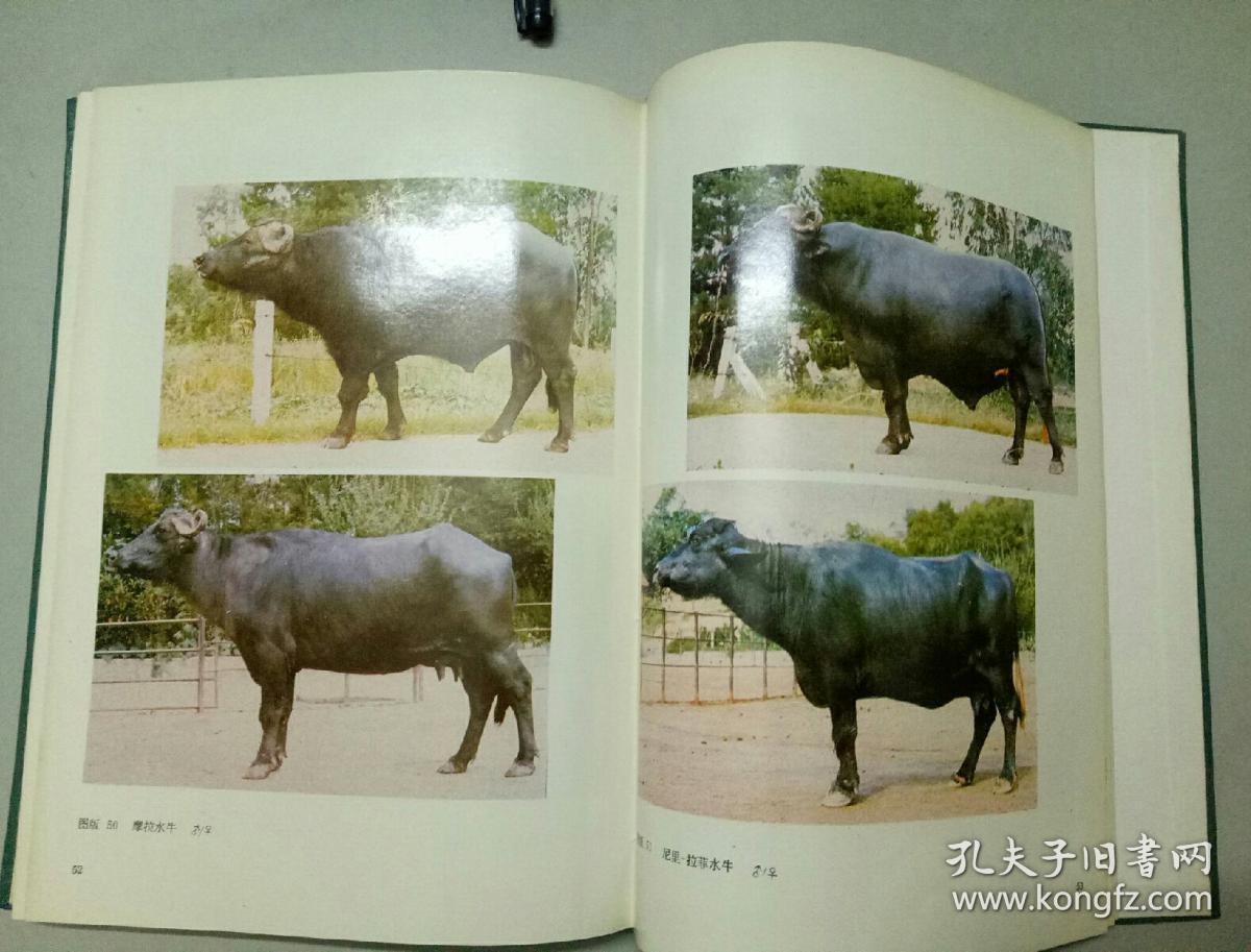 中国牛品种志