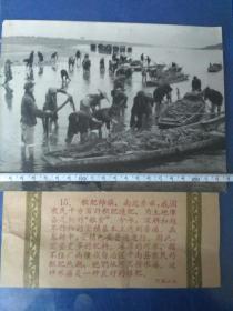 五十年代出版社用稿照片，广西僮族自治区平南县农民积肥