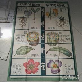 教学挂图――双子叶植物和单子叶植物的区别