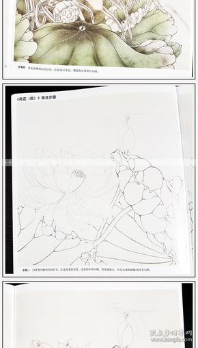 轻松一平尺工笔荷花 工笔画 绘画入门自学零基础书 写意 画法教程