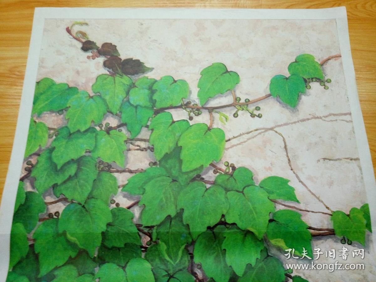 t205八十年代教学挂图爬山虎的脚品相好