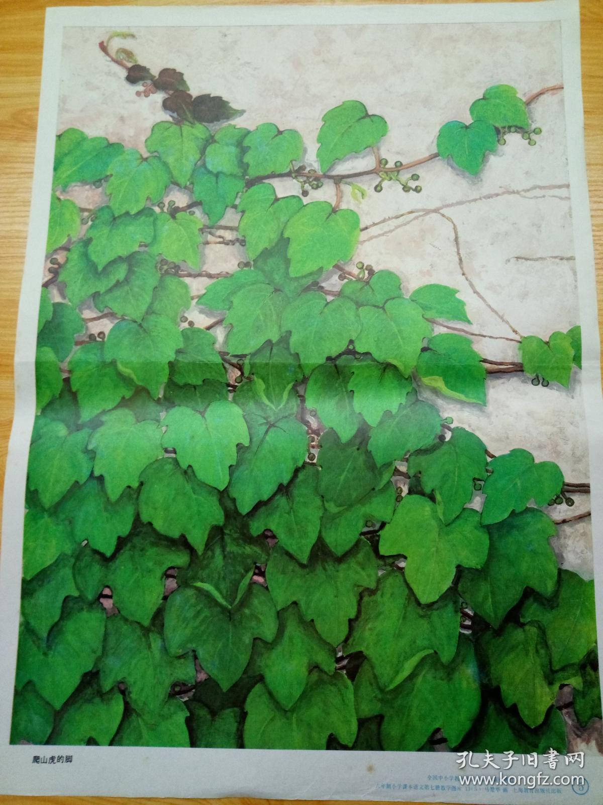 t205八十年代教学挂图爬山虎的脚品相好