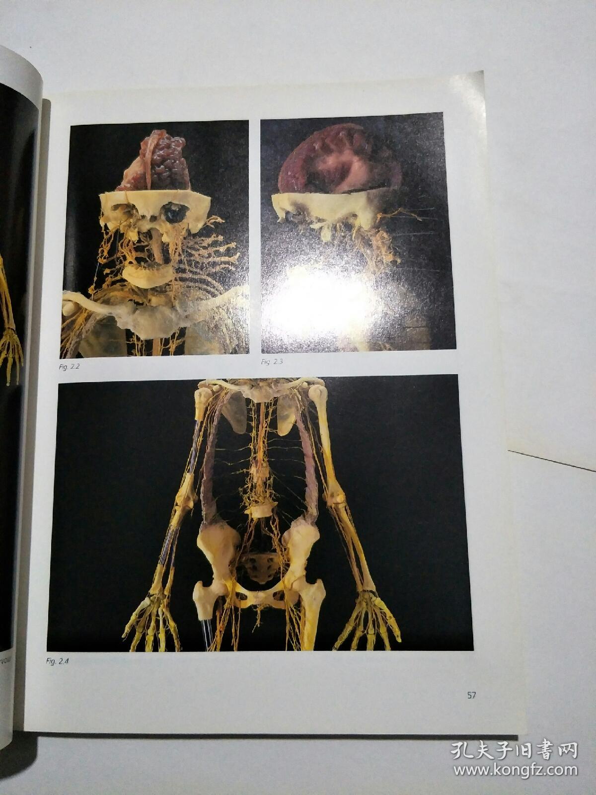 英文原版 anatomy art (解剖学的艺术)
