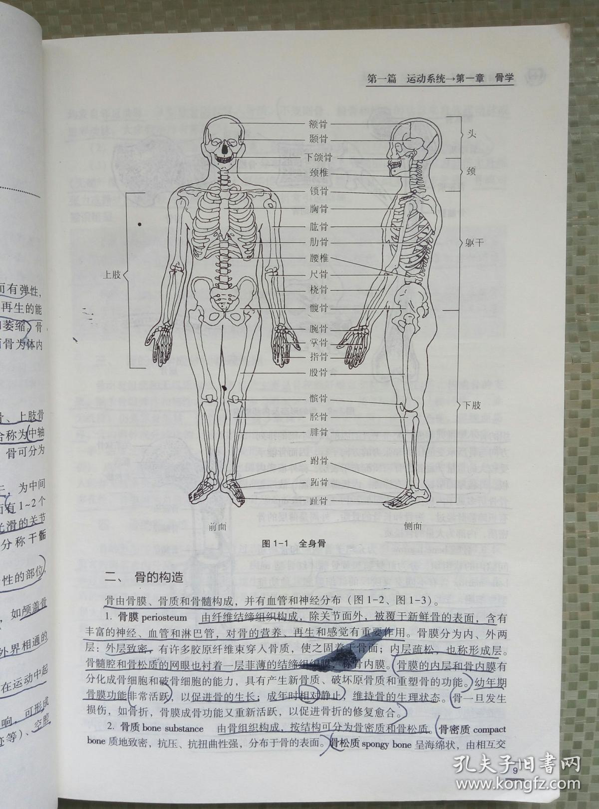 人体解剖学 郭志坤 臧卫东 河南科学技术出版社