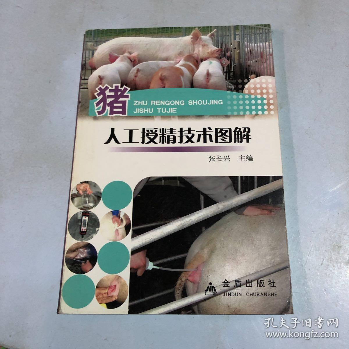 猪人工授精技术图解