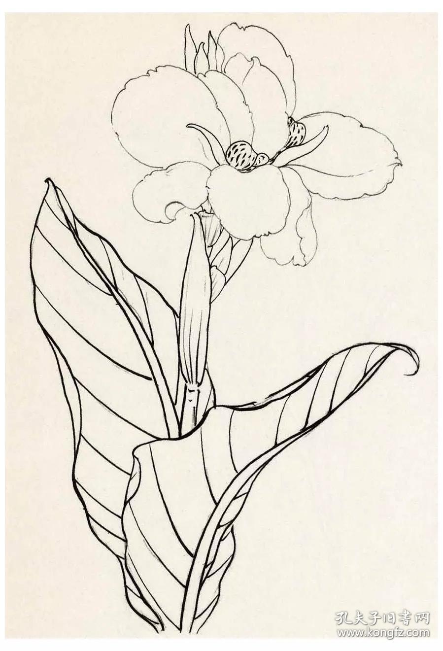 中国花鸟画白描精品集 花卉蔬果卷