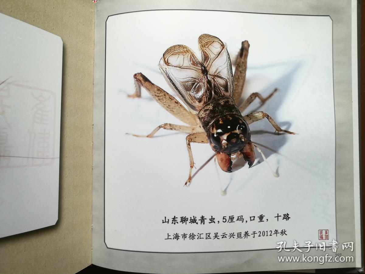 蟋蟀斗趣摄影册(第一本完整清晰记录蟋蟀竞斗的摄影集