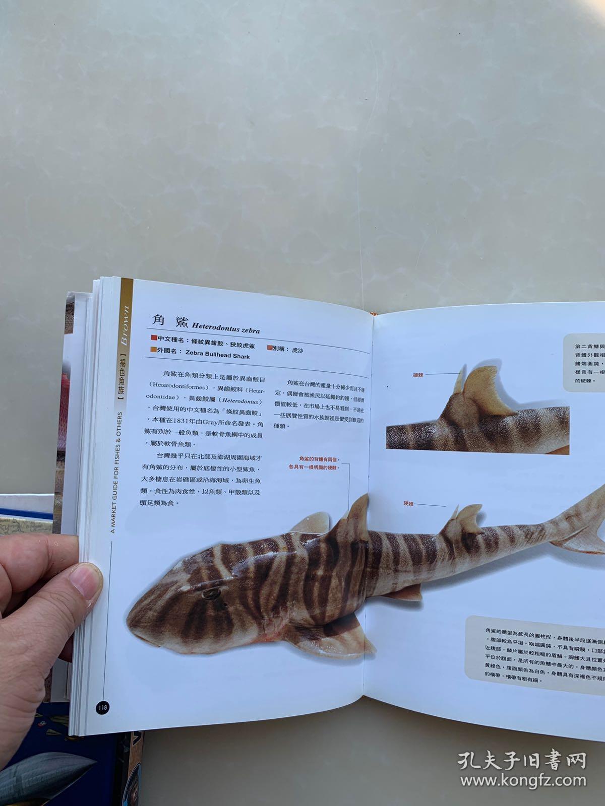 菜市场鱼图鉴(大32开软精装有护封,铜版纸彩印,一版一印)