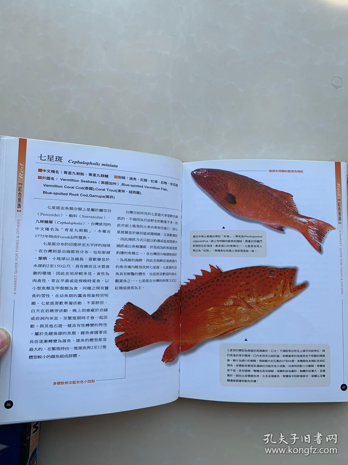 菜市场鱼图鉴(大32开软精装有护封,铜版纸彩印,一版一印)