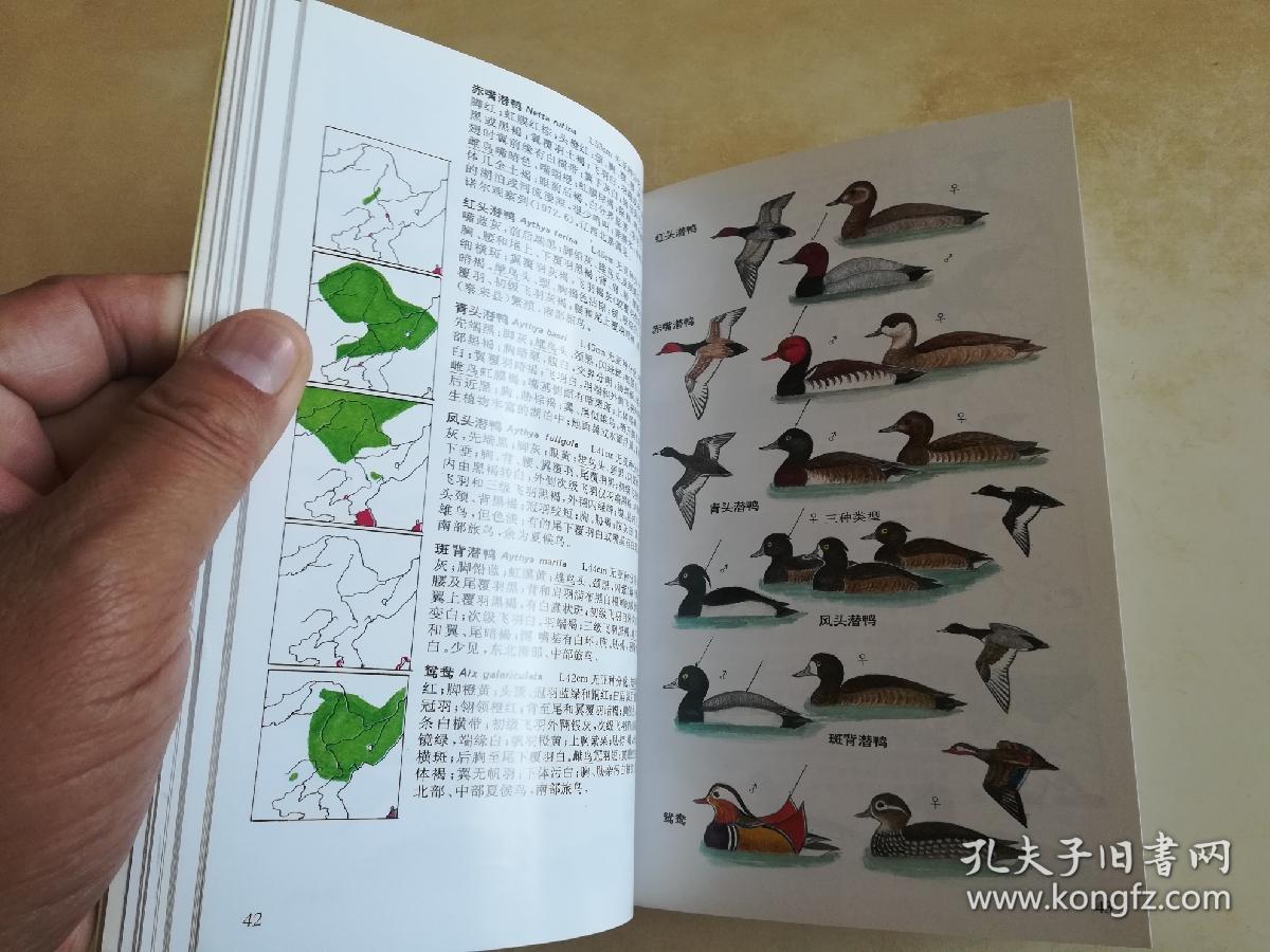 东北鸟类图鉴