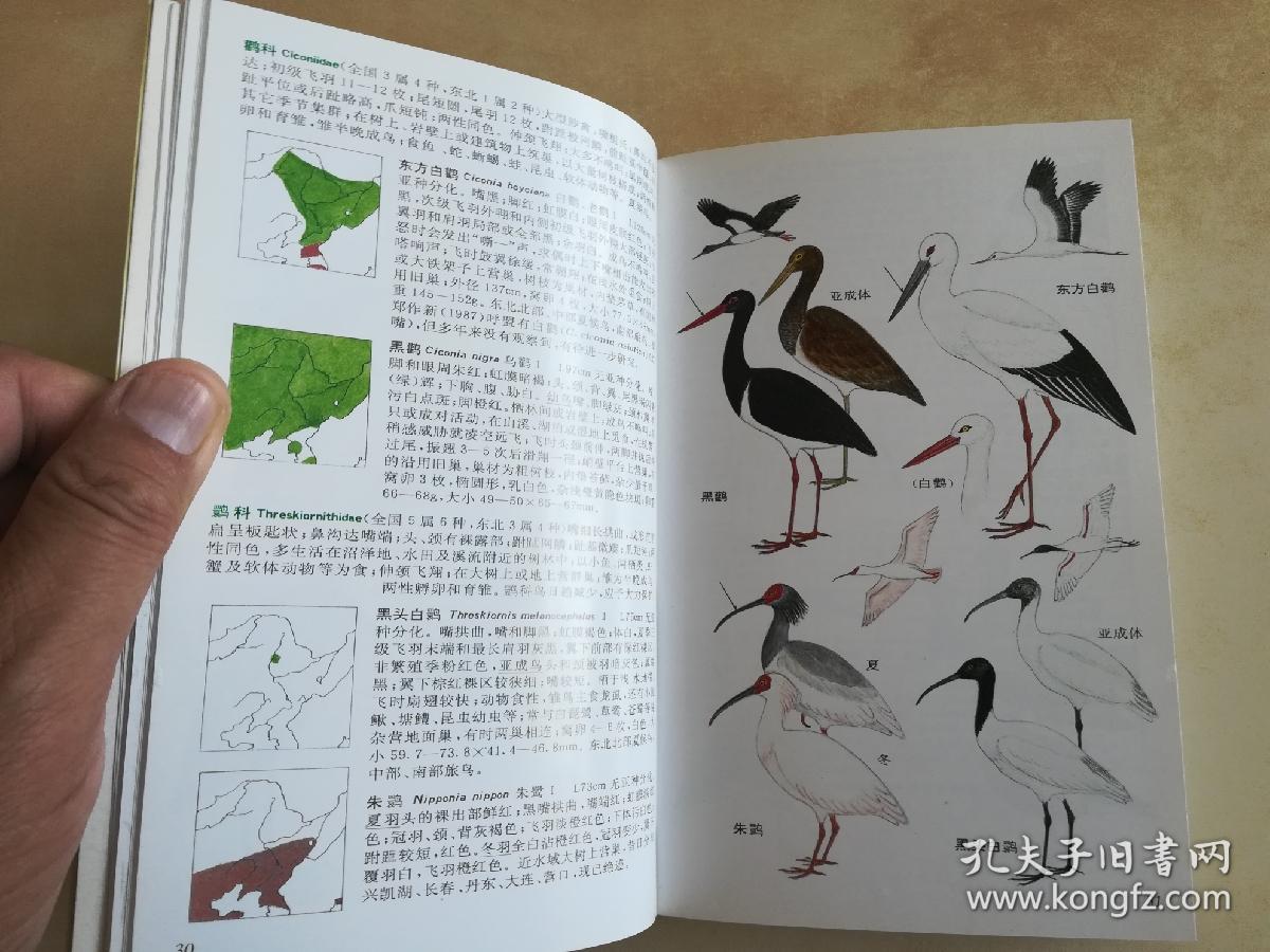 东北鸟类图鉴