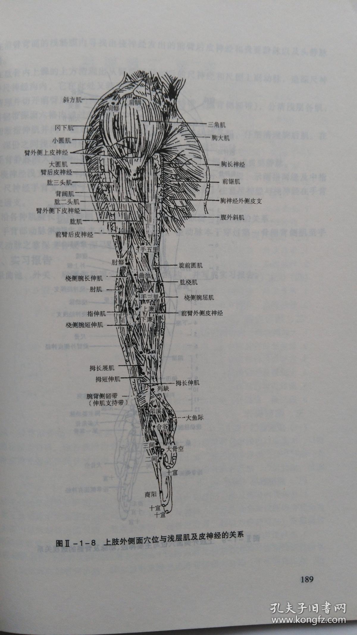 中医应用局部解剖学