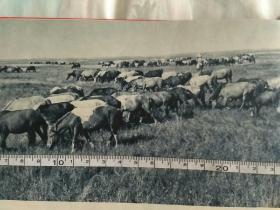 黑龙江安达县放牧的马群图片