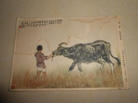 1955年（徐悲鸿）牧童明信片