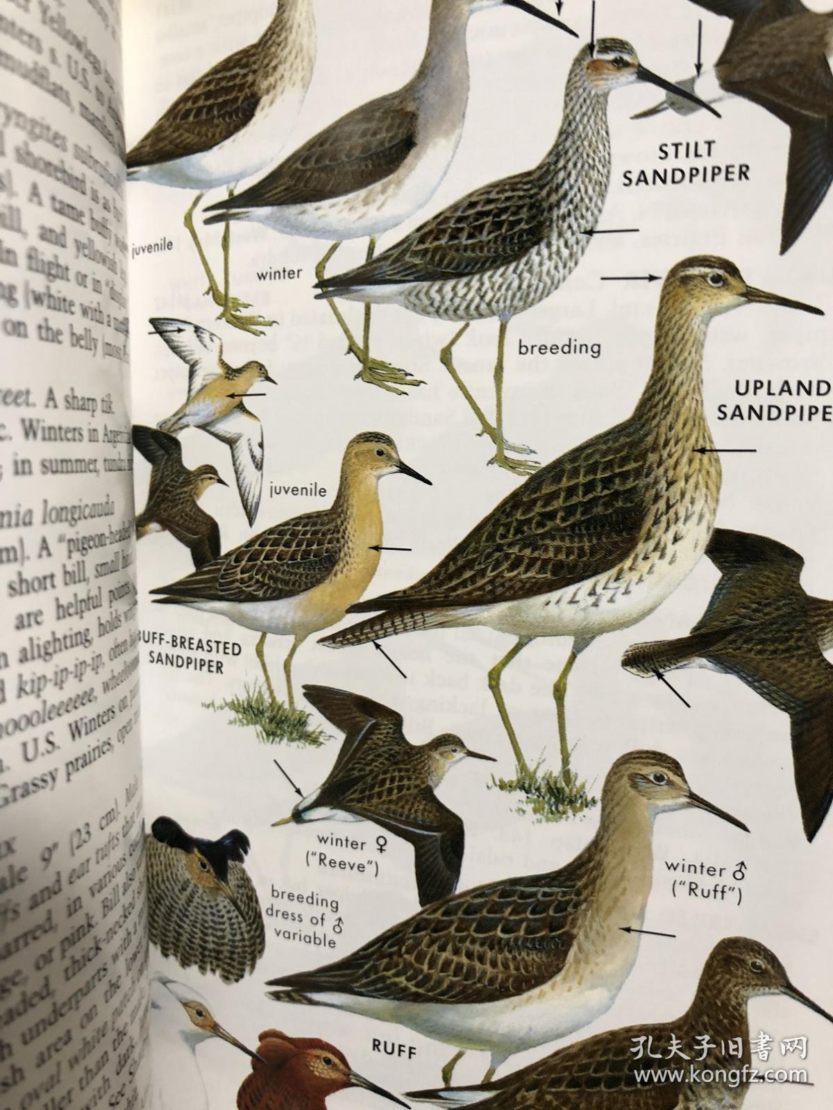 petersonfieldguidetowesternbirdsnorthamerica北美洲西部鸟类指南