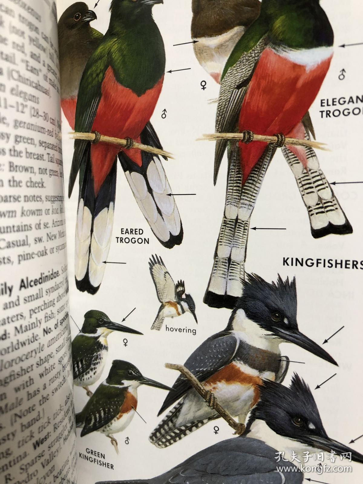 petersonfieldguidetowesternbirdsnorthamerica北美洲西部鸟类指南