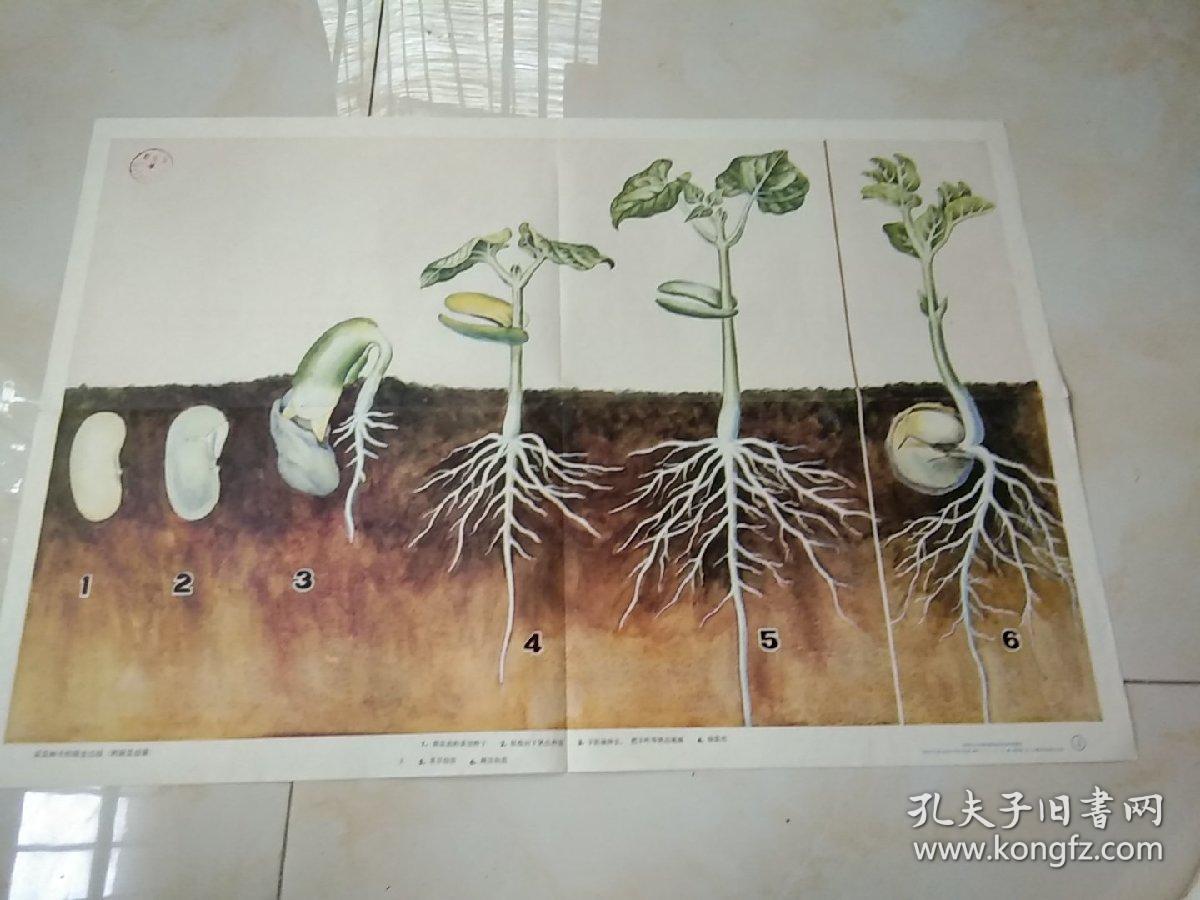 挂图 菜豆种子的萌发过程.