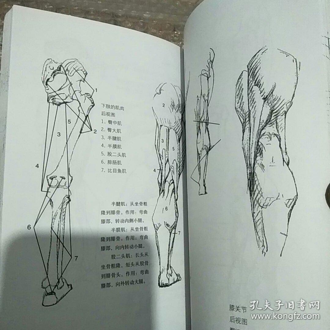 伯里曼人体结构教学