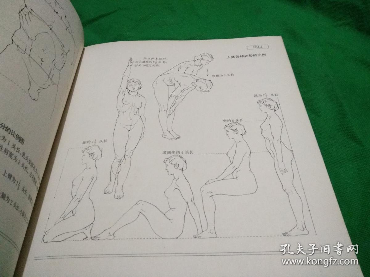 人体造型基础