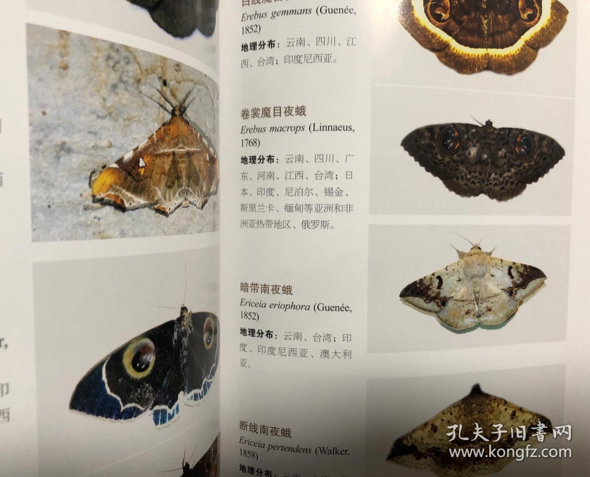 云南蛾类生态图鉴ii