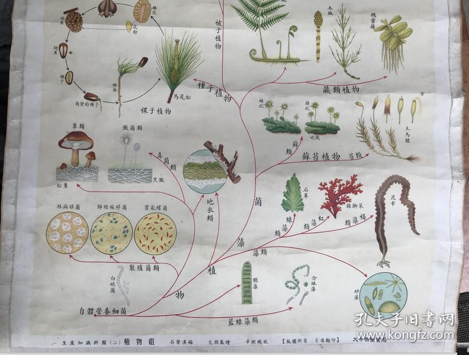 大中国图书局出版植物组--植物进化系统彩色大挂图
