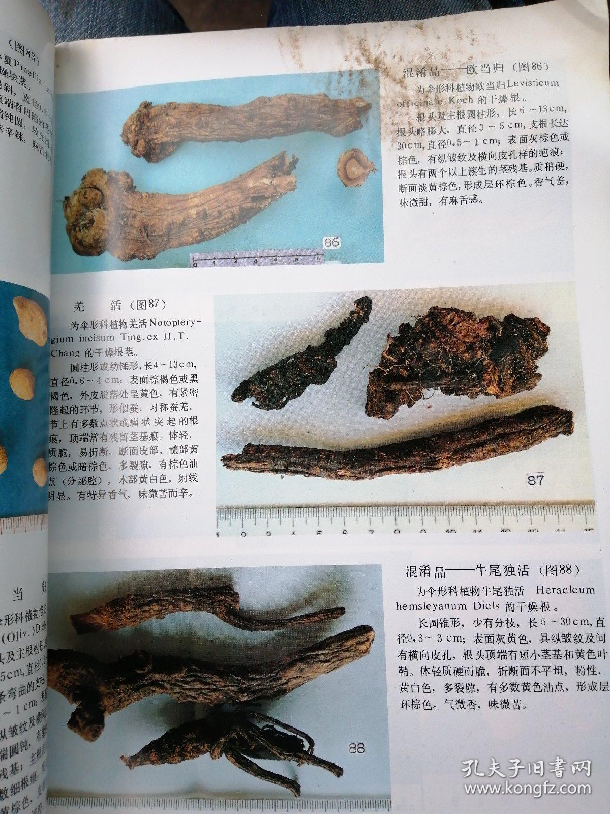 中药材鉴别彩照集【16开本虎骨,豹骨等珍贵药材的鉴定见图】