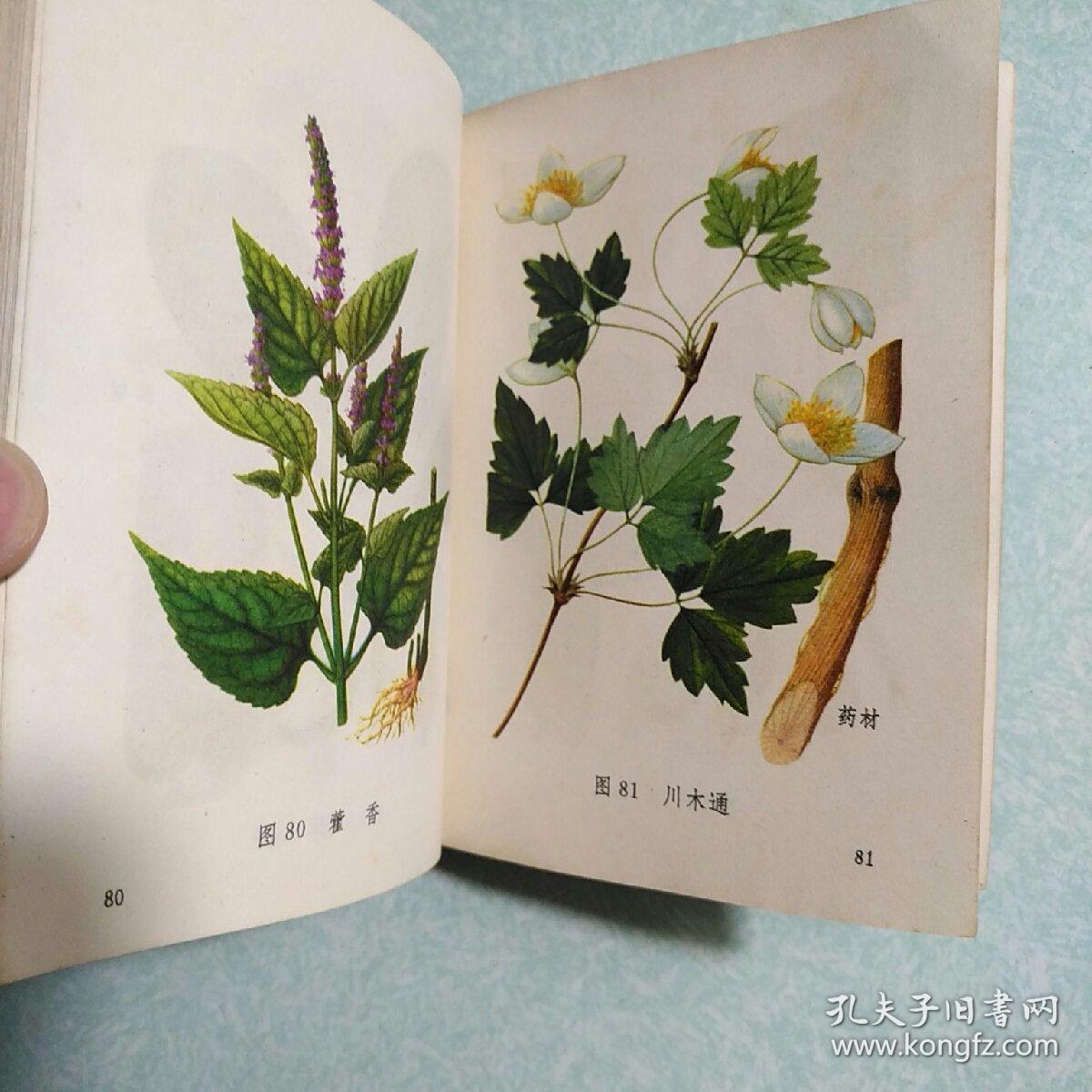 常用中草药图谱