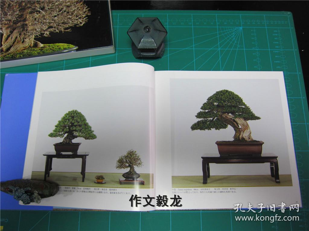 庭院/盆景/植物 ===《国风盆栽展 78》【1.5kg】_日本