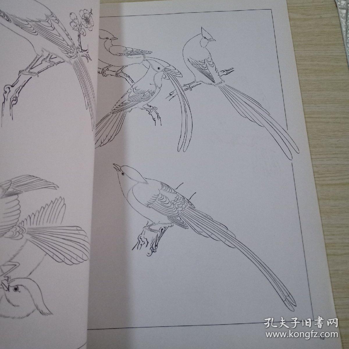美术教学示范作品--百鸟白描画稿(4开画册)