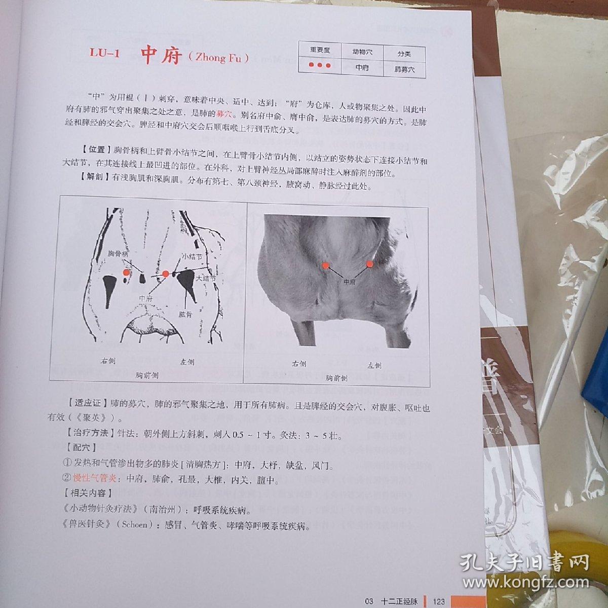 犬的经穴与针灸图谱